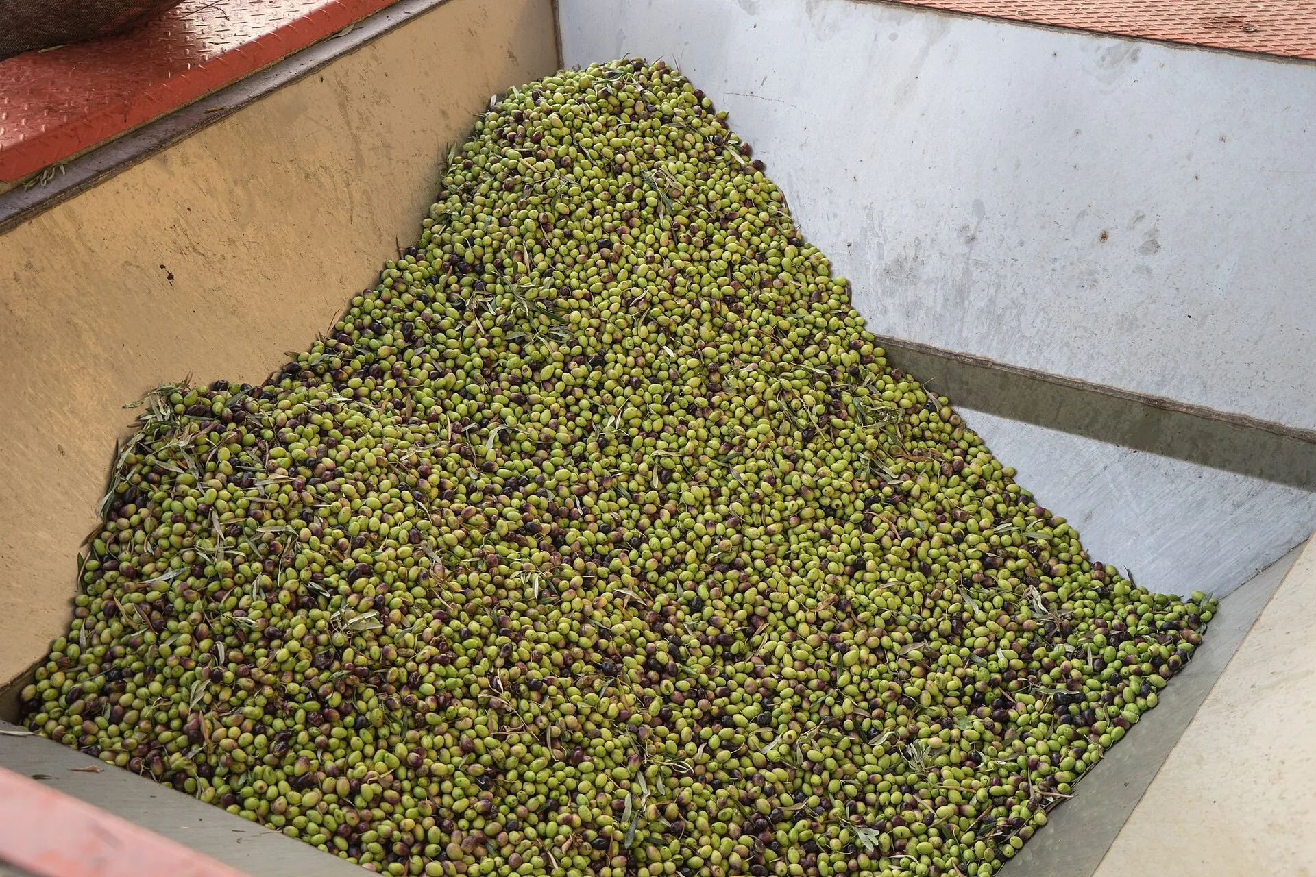 Olive Oil Tasting on Zakynthos Farms