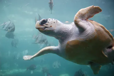 Sea Turtle Watching — Laganas Bay
