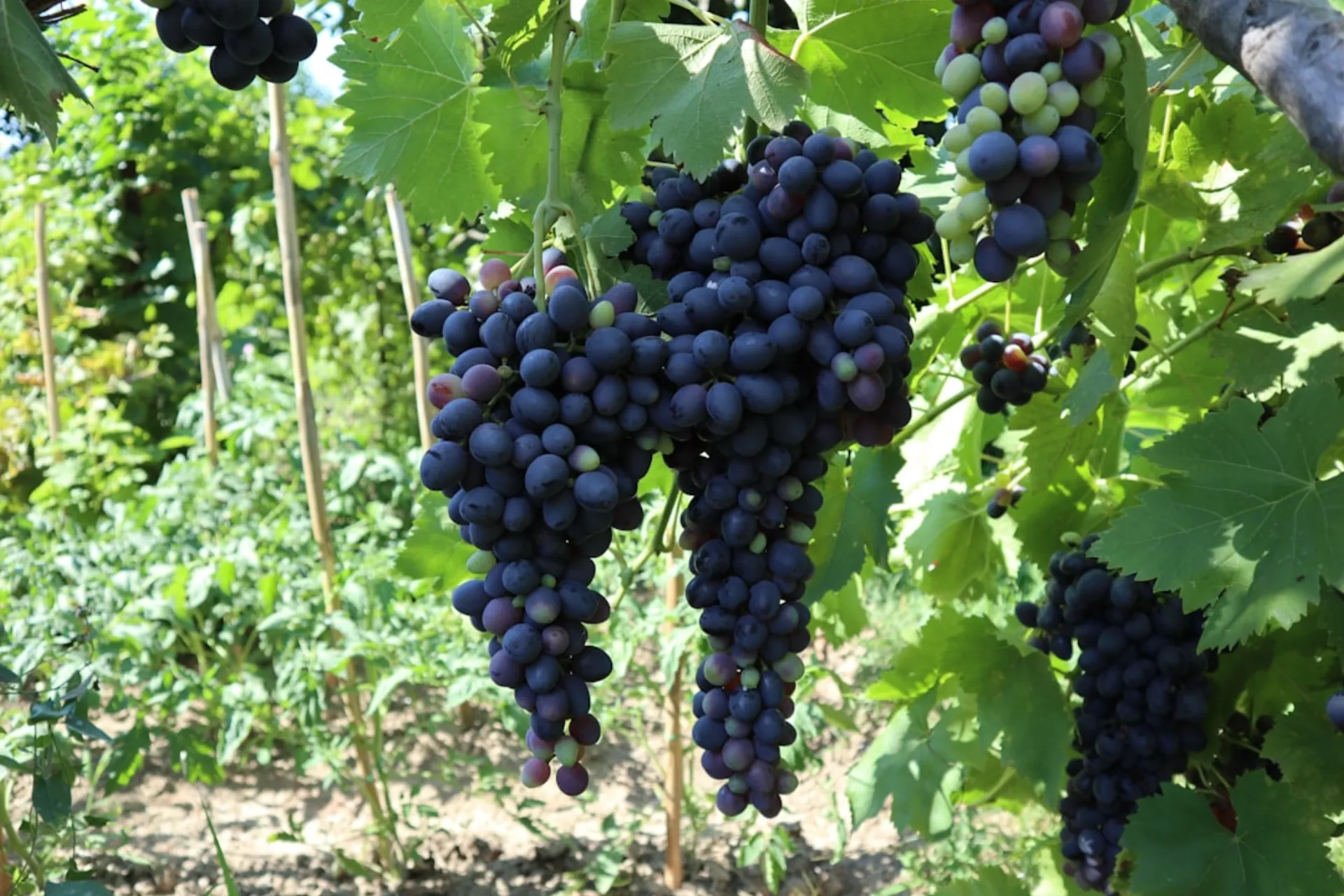 Wine Tasting at Callinico Winery